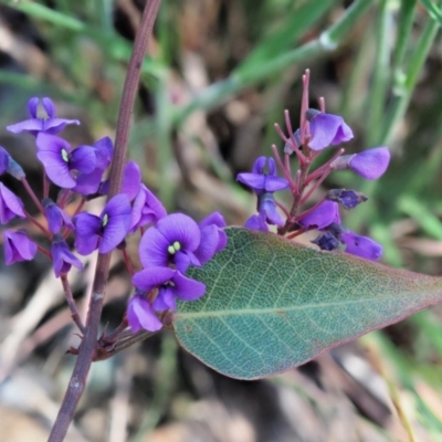 Hardenbergia violacea (False Sarsaparilla) at Cotter River, ACT - 31 Oct 2018 by KenT