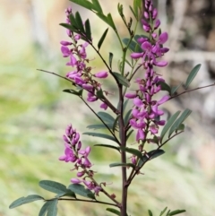 Indigofera australis subsp. australis (Australian Indigo) at Cotter River, ACT - 1 Nov 2018 by KenT