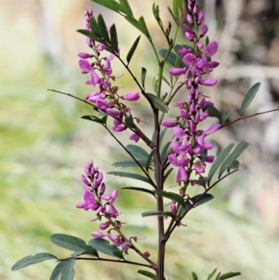 Indigofera australis subsp. australis (Australian Indigo) at Cotter River, ACT - 1 Nov 2018 by KenT