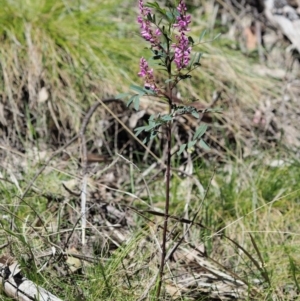 Indigofera australis subsp. australis at Cotter River, ACT - 1 Nov 2018