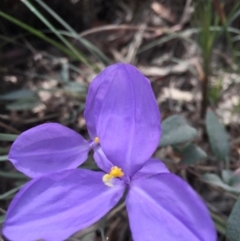 Patersonia sericea var. longifolia (Dwarf Purple Flag) at Cuttagee, NSW - 4 Nov 2018 by loumcc