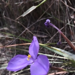 Patersonia sericea var. longifolia at Cuttagee, NSW - 4 Nov 2018