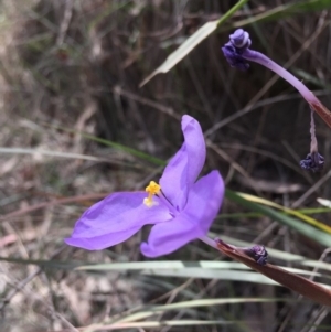 Patersonia sericea var. longifolia at Cuttagee, NSW - 4 Nov 2018 01:12 PM