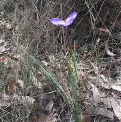 Patersonia sericea var. longifolia at Cuttagee, NSW - 4 Nov 2018 01:12 PM