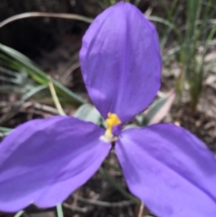 Patersonia sericea var. longifolia at Cuttagee, NSW - 4 Nov 2018 01:12 PM