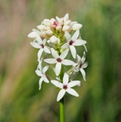 Stackhousia monogyna (Creamy Candles) at Cotter River, ACT - 1 Nov 2018 by KenT