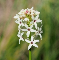 Stackhousia monogyna (Creamy Candles) at Cotter River, ACT - 31 Oct 2018 by KenT