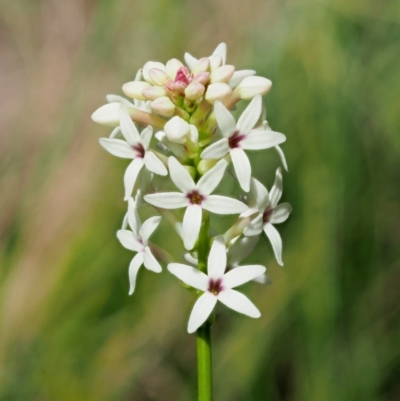 Stackhousia monogyna (Creamy Candles) at Cotter River, ACT - 1 Nov 2018 by KenT