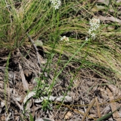 Stackhousia monogyna at Cotter River, ACT - 1 Nov 2018 09:29 AM