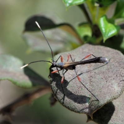 Enchoptera apicalis (Longhorn beetle) at Cotter River, ACT - 29 Oct 2018 by KenT