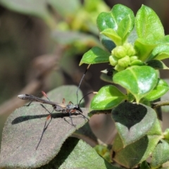 Enchoptera apicalis at Cotter River, ACT - 29 Oct 2018 10:38 AM