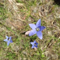 Wahlenbergia capillaris (Tufted Bluebell) at Kambah, ACT - 4 Nov 2018 by RosemaryRoth