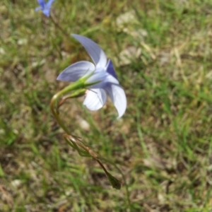 Wahlenbergia capillaris at Kambah, ACT - 4 Nov 2018