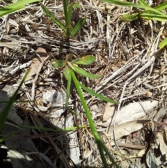 Wahlenbergia capillaris at Kambah, ACT - 4 Nov 2018 02:04 PM