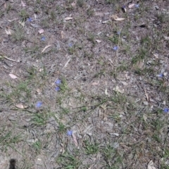 Wahlenbergia capillaris at Kambah, ACT - 4 Nov 2018