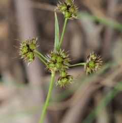 Luzula densiflora (Dense Wood-rush) at Cotter River, ACT - 29 Oct 2018 by KenT
