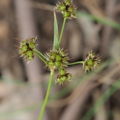 Luzula densiflora (Dense Wood-rush) at Cotter River, ACT - 28 Oct 2018 by KenT