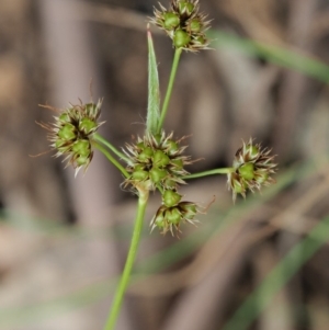 Luzula densiflora at Cotter River, ACT - 29 Oct 2018 09:44 AM