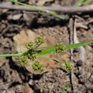 Luzula densiflora at Cotter River, ACT - 29 Oct 2018 09:44 AM