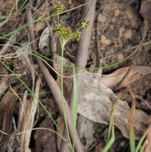 Luzula densiflora at Cotter River, ACT - 29 Oct 2018