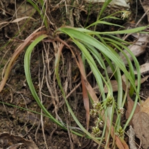 Luzula densiflora at Cotter River, ACT - 29 Oct 2018 09:44 AM