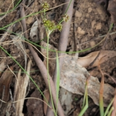 Luzula densiflora at Cotter River, ACT - 29 Oct 2018 09:44 AM