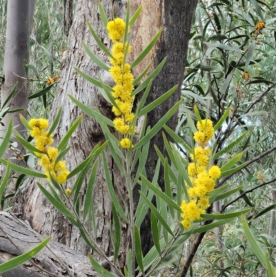Acacia lanigera var. lanigera (Woolly Wattle, Hairy Wattle) at Cotter River, ACT - 29 Oct 2018 by KenT