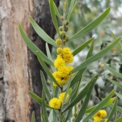 Acacia lanigera var. lanigera at Cotter River, ACT - 29 Oct 2018