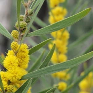 Acacia lanigera var. lanigera at Cotter River, ACT - 29 Oct 2018 07:34 AM