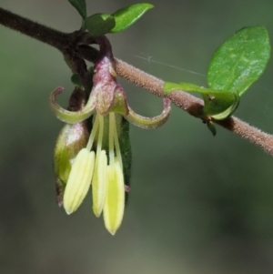 Coprosma quadrifida at Cotter River, ACT - 29 Oct 2018