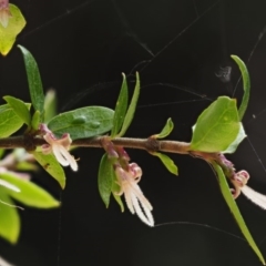 Coprosma quadrifida at Cotter River, ACT - 29 Oct 2018 09:33 AM