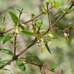 Coprosma quadrifida at Cotter River, ACT - 29 Oct 2018