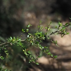 Coprosma quadrifida at Cotter River, ACT - 29 Oct 2018