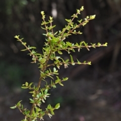 Coprosma quadrifida at Cotter River, ACT - 29 Oct 2018