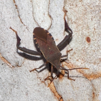 Amorbus (genus) (Eucalyptus Tip bug) at Acton, ACT - 30 Oct 2018 by TimL