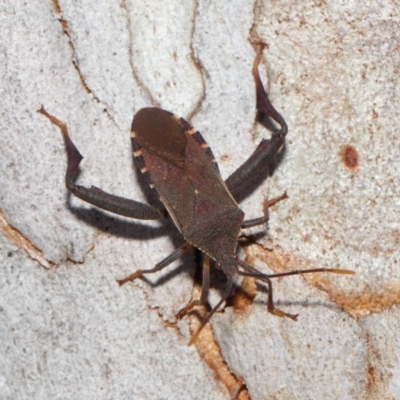 Amorbus sp. (genus) (Eucalyptus Tip bug) at ANBG - 30 Oct 2018 by Tim L