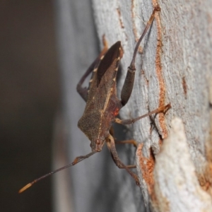 Amorbus sp. (genus) at Acton, ACT - 30 Oct 2018