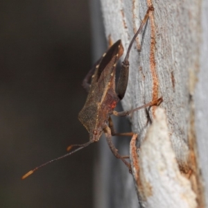 Amorbus sp. (genus) at Acton, ACT - 30 Oct 2018 01:15 PM