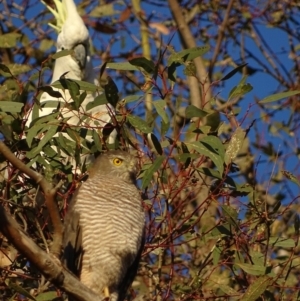 Cacatua galerita at Red Hill, ACT - 31 Oct 2018 06:48 AM