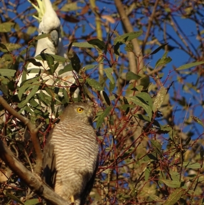 Cacatua galerita (Sulphur-crested Cockatoo) at Red Hill, ACT - 31 Oct 2018 by roymcd