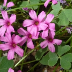 Oxalis articulata (Shamrock) at Lake Burley Griffin West - 3 Nov 2018 by RWPurdie