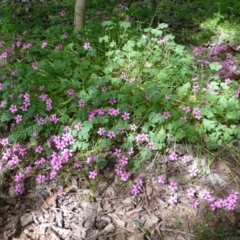 Oxalis articulata at Yarralumla, ACT - 4 Nov 2018