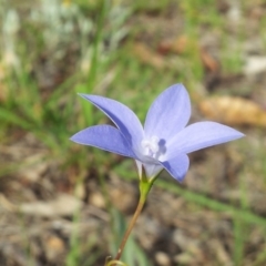 Wahlenbergia stricta subsp. stricta (Tall Bluebell) at Little Taylor Grasslands - 4 Nov 2018 by RosemaryRoth