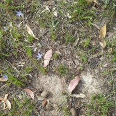 Wahlenbergia stricta subsp. stricta at Kambah, ACT - 4 Nov 2018 12:00 AM