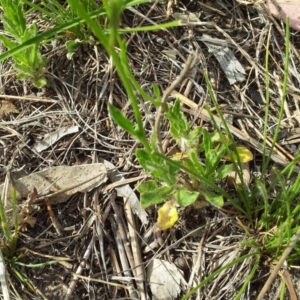 Wahlenbergia stricta subsp. stricta at Kambah, ACT - 4 Nov 2018 12:00 AM