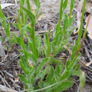 Wahlenbergia stricta subsp. stricta at Kambah, ACT - 4 Nov 2018 12:00 AM