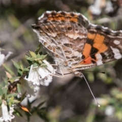 Vanessa kershawi (Australian Painted Lady) at Mount Clear, ACT - 31 Oct 2018 by SWishart
