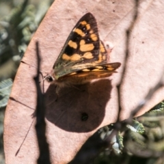 Argynnina cyrila (Forest brown, Cyril's brown) at Mount Clear, ACT - 31 Oct 2018 by SWishart