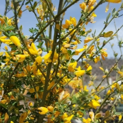 Genista monspessulana (Cape Broom, Montpellier Broom) at Jerrabomberra, ACT - 4 Nov 2018 by Mike