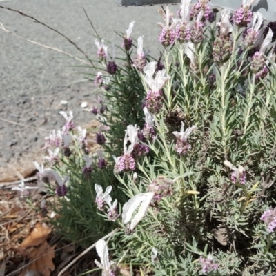 Lavandula stoechas (Spanish Lavender or Topped Lavender) at Isaacs Ridge and Nearby - 3 Nov 2018 by Mike